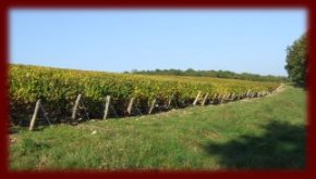 Des vignes