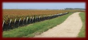 Des vignes